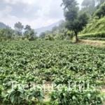 120 bighas land for sale in sirmour