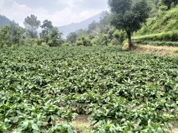 120 bighas land for sale in sirmour