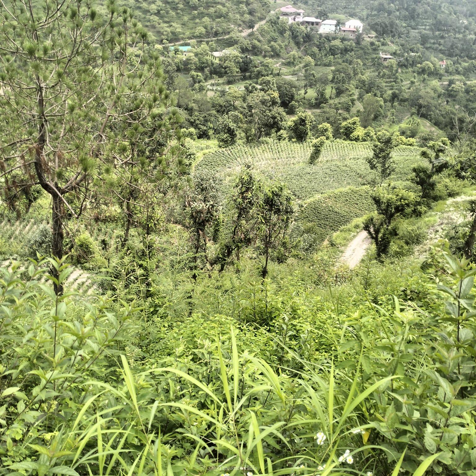 120 bigha for sale in sirmour (2)