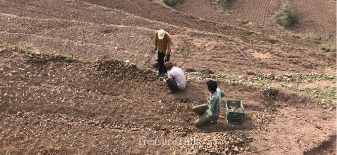 90 Bighas for sale in Rajgarh (2)