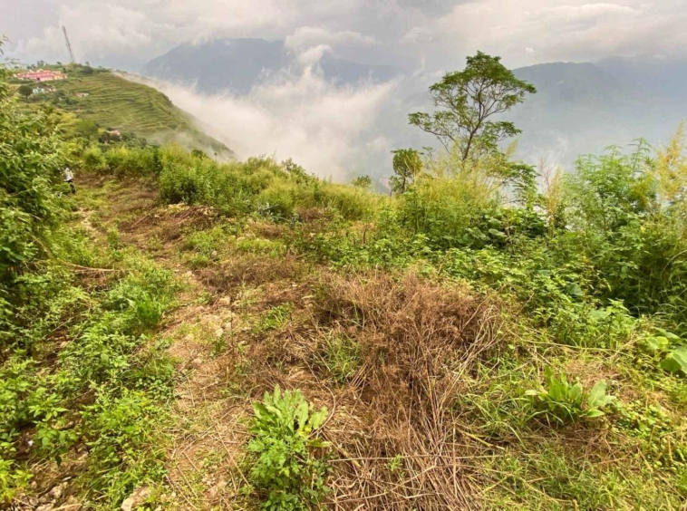 12 Bigha Hilltop Plot for Sale Near Solan | Ideal for Hotels, Resorts & Villas | Panoramic Views