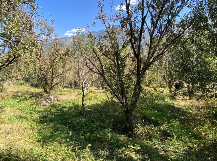 1 Bigha Scenic Drive-In Property Near Kullu | Ideal for Vacation Homes | Peaceful & Sunny Location