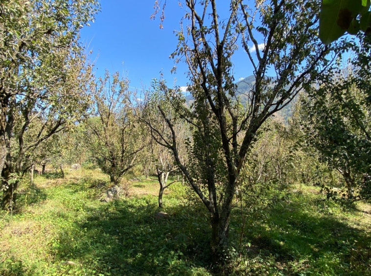 1 Bigha Scenic Drive-In Property Near Kullu | Ideal for Vacation Homes | Peaceful & Sunny Location