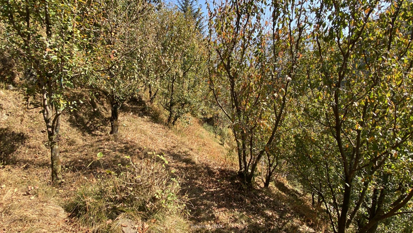 25 Biswa Land for Sale near Manali Scenic & Peaceful with Orchards Ideal for Cottages & Tourism (2)