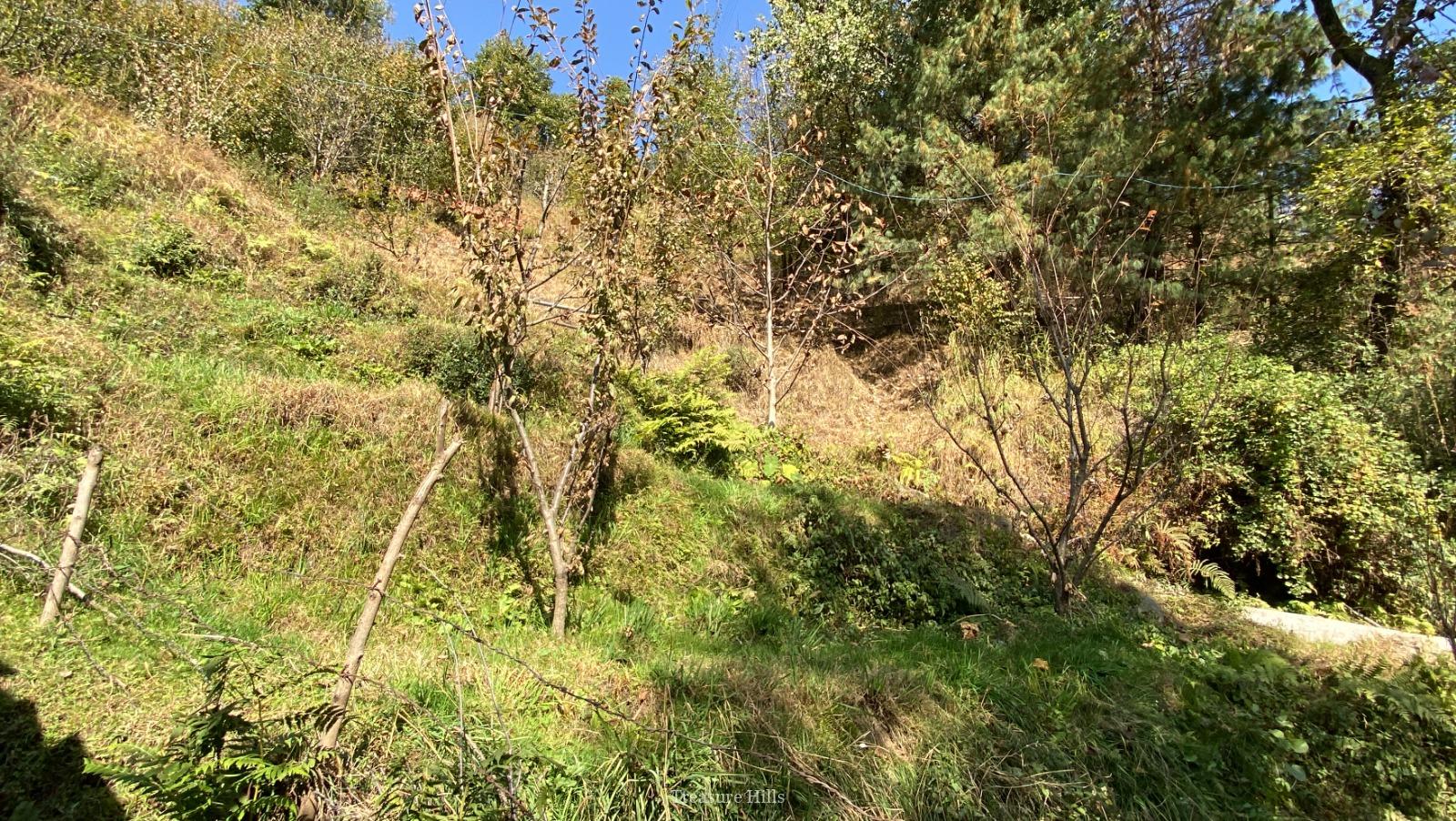 25 Biswa Land for Sale near Manali Scenic & Peaceful with Orchards Ideal for Cottages & Tourism (4)