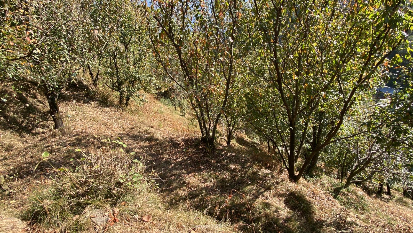 25 Biswa Land for Sale near Manali Scenic & Peaceful with Orchards Ideal for Cottages & Tourism (5)