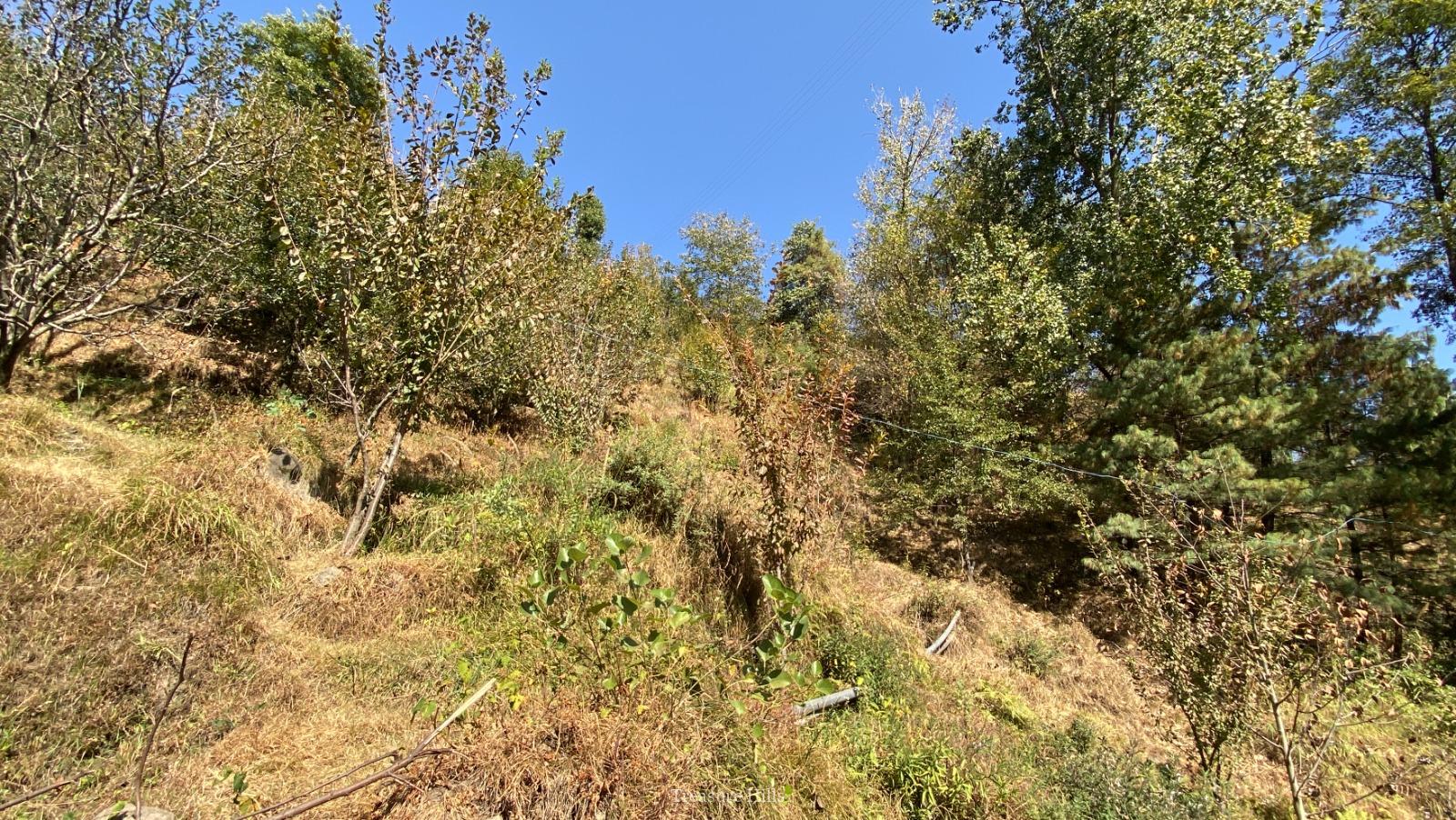 25 Biswa Land for Sale near Manali Scenic & Peaceful with Orchards Ideal for Cottages & Tourism (6)