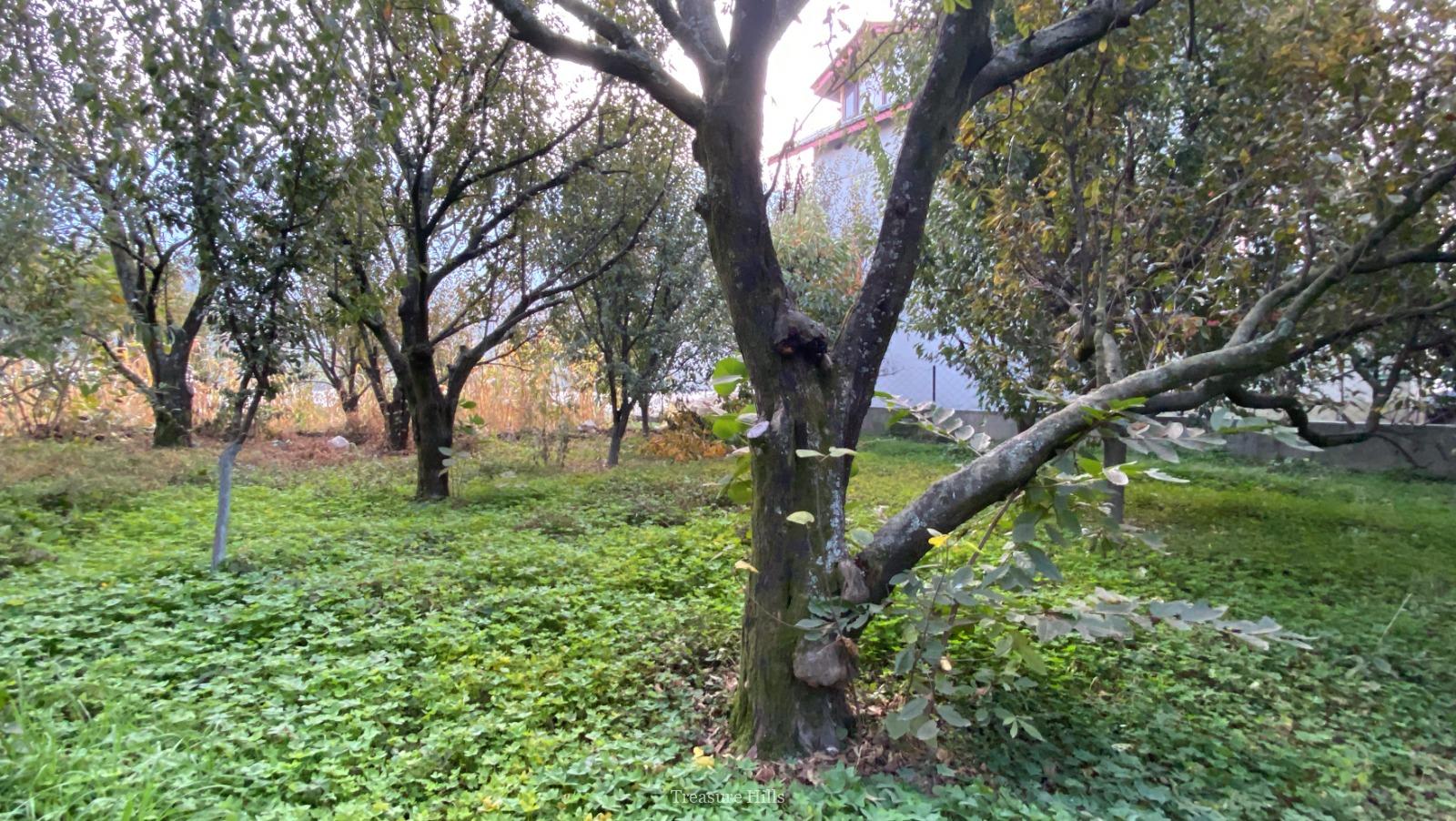 3 Bigha plot for sale in kullu manali (1)