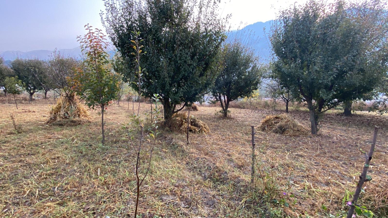 3 Bigha plot for sale in kullu manali (3)